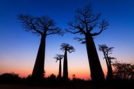 Dark Baobabs van Dennis van de Water thumbnail