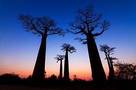 Dark Baobabs by Dennis van de Water