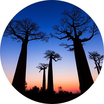 Dark Baobabs van Dennis van de Water