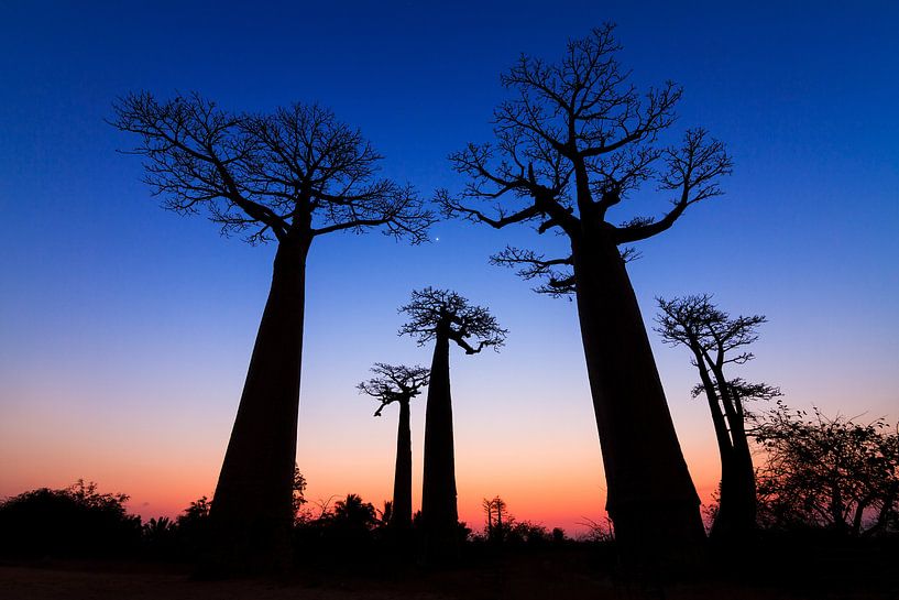 Dark Baobabs van Dennis van de Water