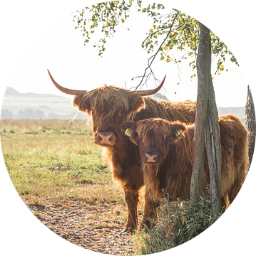 Schotse Hooglander met kalf