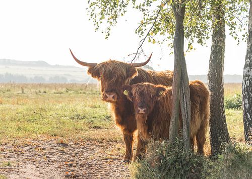 Schotse Hooglander met kalf