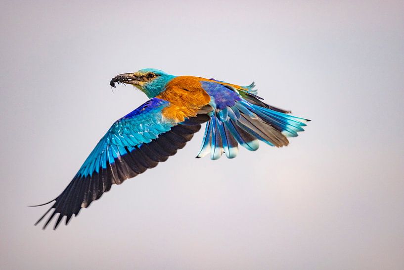 The Roller, Coracias garrulus by Gert Hilbink