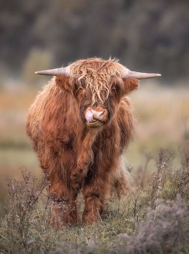 Scottish Highlander