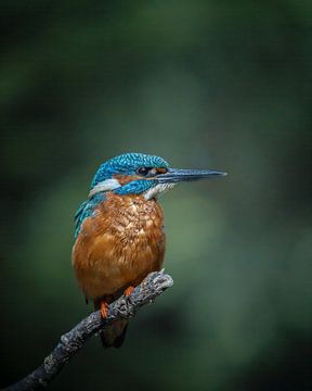 kingfisher by Liliane Jaspers