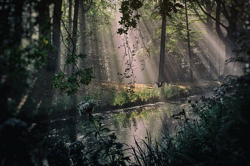 Ducking away, stefan witte