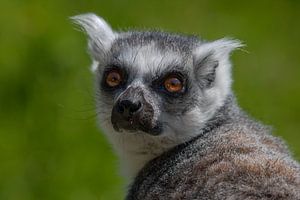 Ringelschwanzlemur