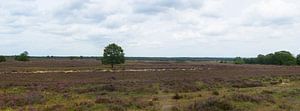 Ermelo Heidekraut-Panorama