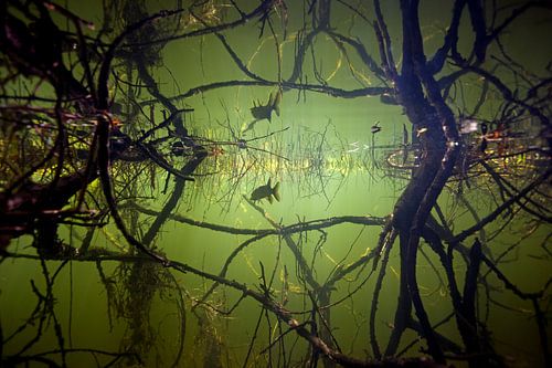 jeune brochet dans la réflexion entre les racines des arbres sur Arthur de Bruin