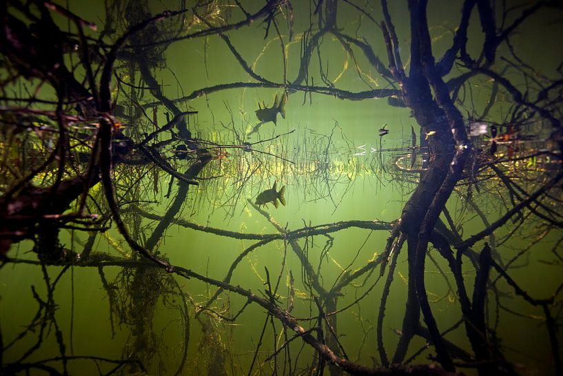 young pike in reflection between tree roots by Arthur de Bruin
