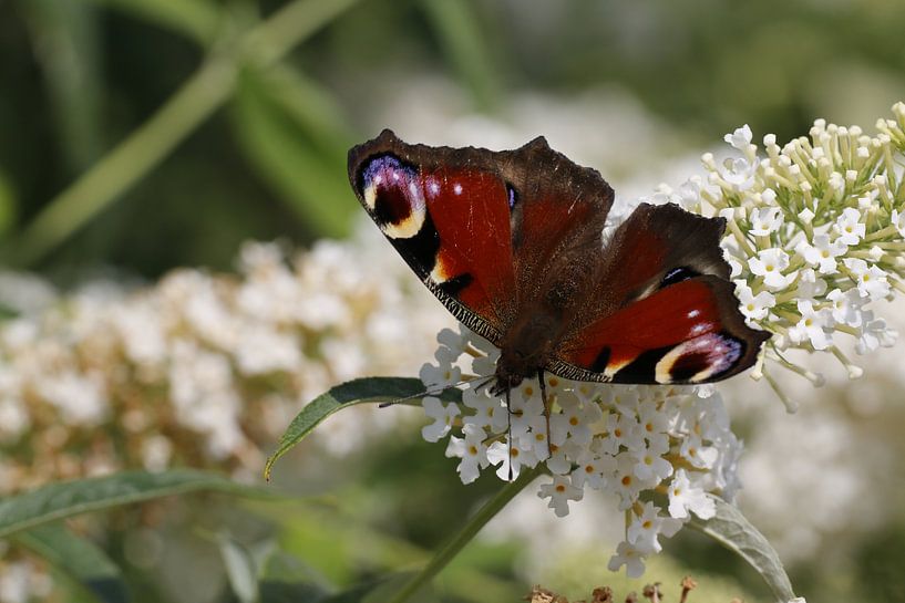 Tagpfauenauge auf weißem Buddleia von Cora Unk