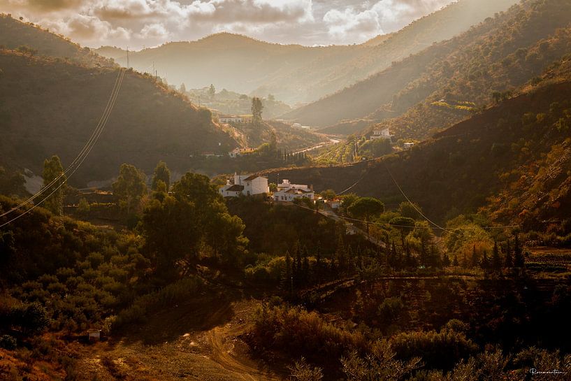 Alora by Art Loves Trees