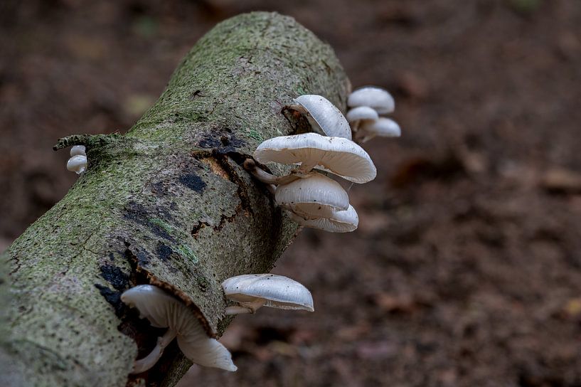 Porzellanpilze im Herbst von Kees Goethart