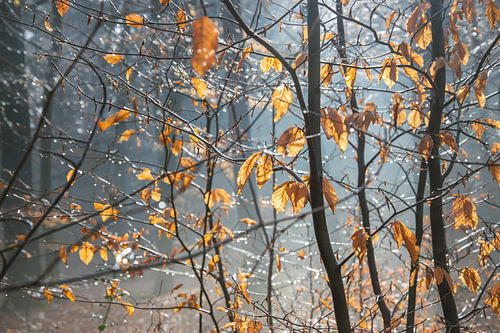 La pluie dans les bois