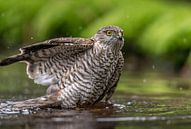 A Sparrow Hawk taking a bath! by Robert Kok thumbnail