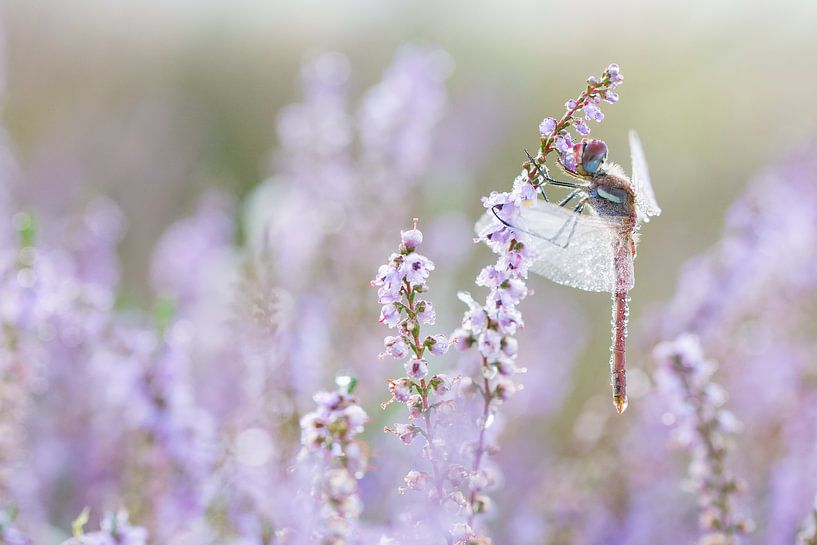 Pink is my favorite color van Francois Debets