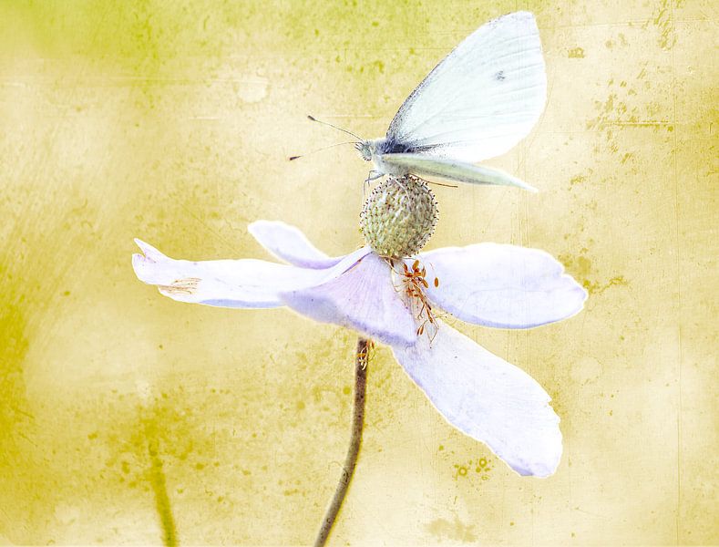 Vlinder met textuur van natascha verbij