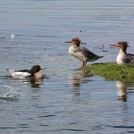 Mating middle goosander by Peter Schoo - Natuur & Landschap