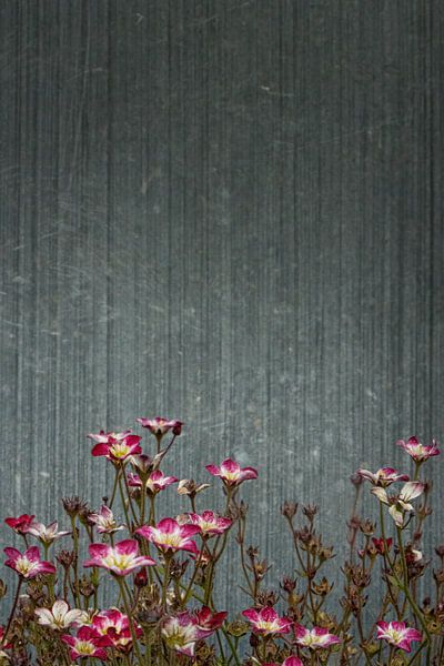 Stadtblumen von Crystal Clear