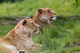 Löwen auf Safari Beekse Bergen von Anne Zwagers