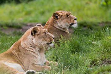 Lions en safari Beekse Bergen sur Anne Zwagers