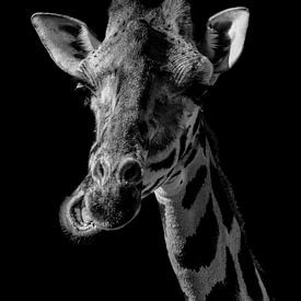 Malerei Giraffe von Jeffrey Hensen