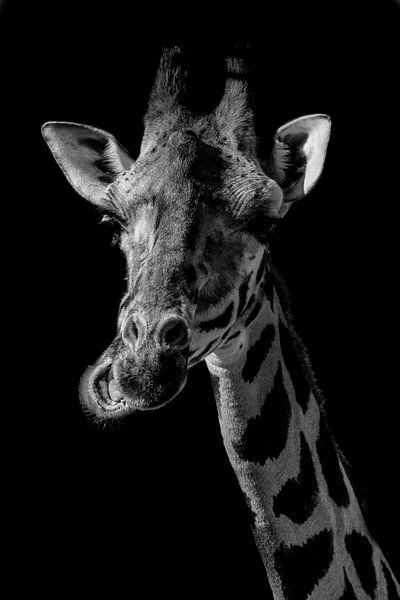 Painting Giraffe by Jeffrey Hensen