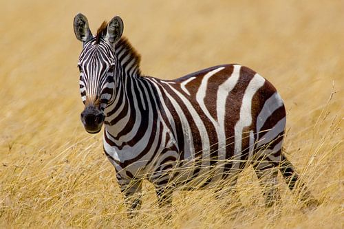 Burchell Zebra