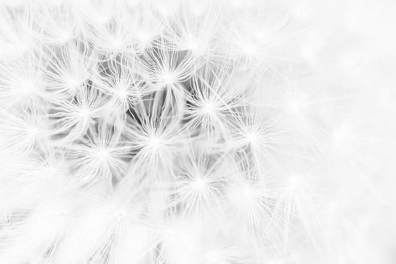 The dandelion by Danny Slijfer Natuurfotografie