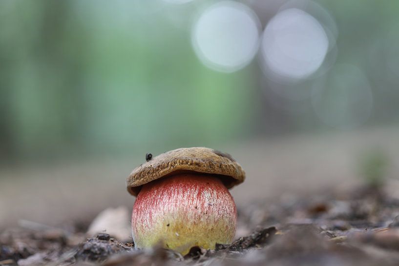 Heksenboleet by Karin van Rooijen Fotografie