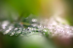 Parure naturelle
