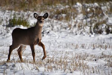 A fawn in an area by Claude Laprise