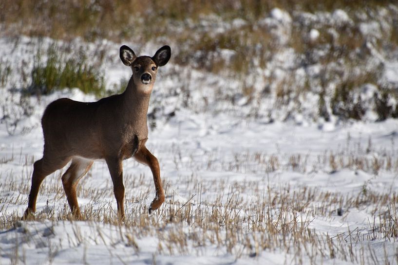 A fawn in an area by Claude Laprise