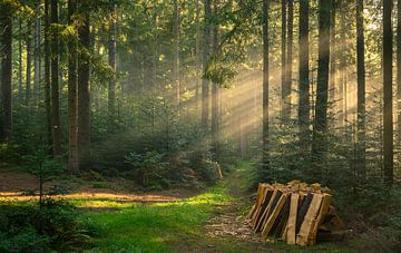Holzstapel im Wald, Schwarzwald von Guido de Kleijn