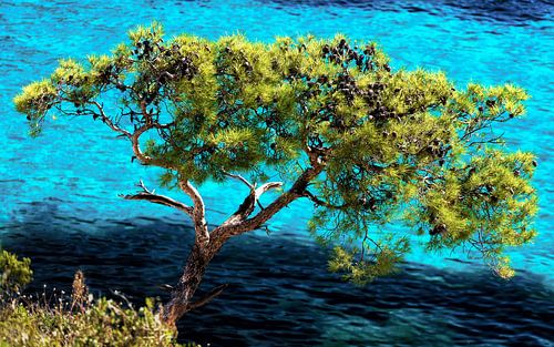 Calanque de Sormiou in the Calanque National Park in France in summer.