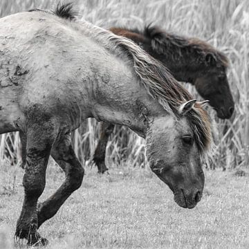 Konikpaarden in de Oostvaardersplassen van Ricardo Bouman