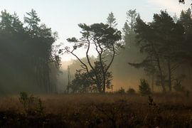 des arbres dans la lumière dorée sur Tania Perneel
