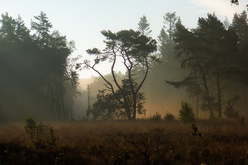 bomen in het gouden licht van Tania Perneel