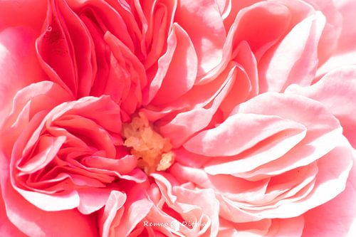 The Star of the Blooming Rose