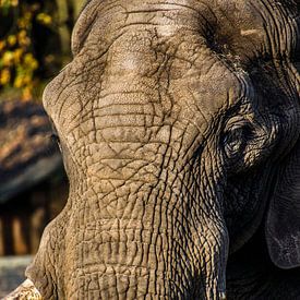 Olifant van Michelle van den Boom