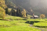 Alpenweide in de late herfstzon van John Faber thumbnail