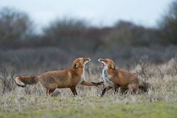 Red Foxes  * Vulpes vulpes * in fight, baring teeth van wunderbare Erde