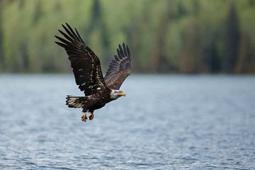 Amerikaanse Zeearend in vlucht