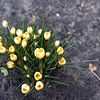 Die ersten Blumen im emsländischen Garten sur Bianca Meyering Fotos - BMF