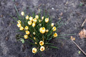 Die ersten Blumen im emsländischen Garten