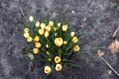 Die ersten Blumen im emsländischen Garten von Bianca Meyering Fotos - BMF