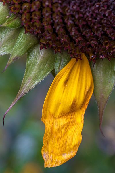 The last sunflower leaf | Macro photography by Flatfield