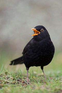 Common Blackbird ( Turdus merula ) singing its song van wunderbare Erde