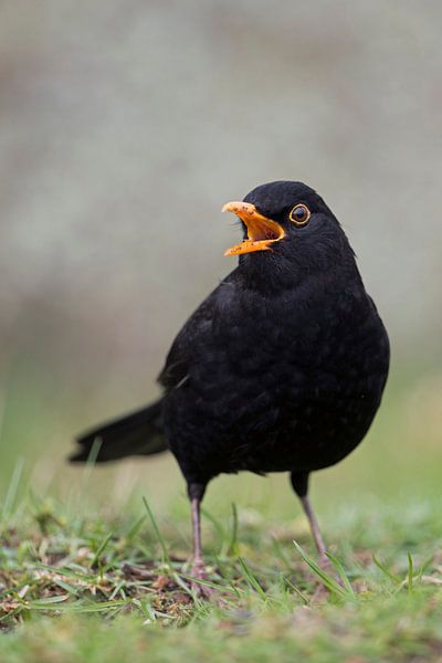 Common Blackbird ( Turdus merula ) singing its song par wunderbare Erde