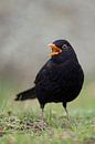 Common Blackbird ( Turdus merula ) singing its song van wunderbare Erde thumbnail